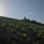 Vineyard in the morning: Kitzinger Eselsberg