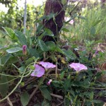 Flowers in our organic vineyards
