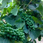 Silvaner grapes July 2013