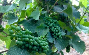 Silvaner grapes July 2013