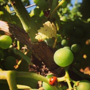 Ladybird in the vines