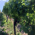 Ripped off leaves at our Silvaner