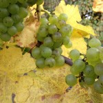 Silvaner grapes