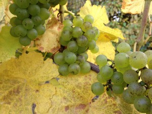 Silvaner grapes